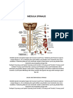 Medula Spinalis