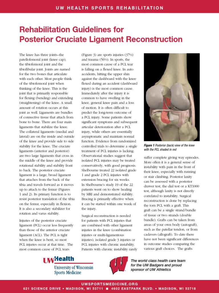 Rehabilitation Guidelines For Posterior Cruciate Ligament ...