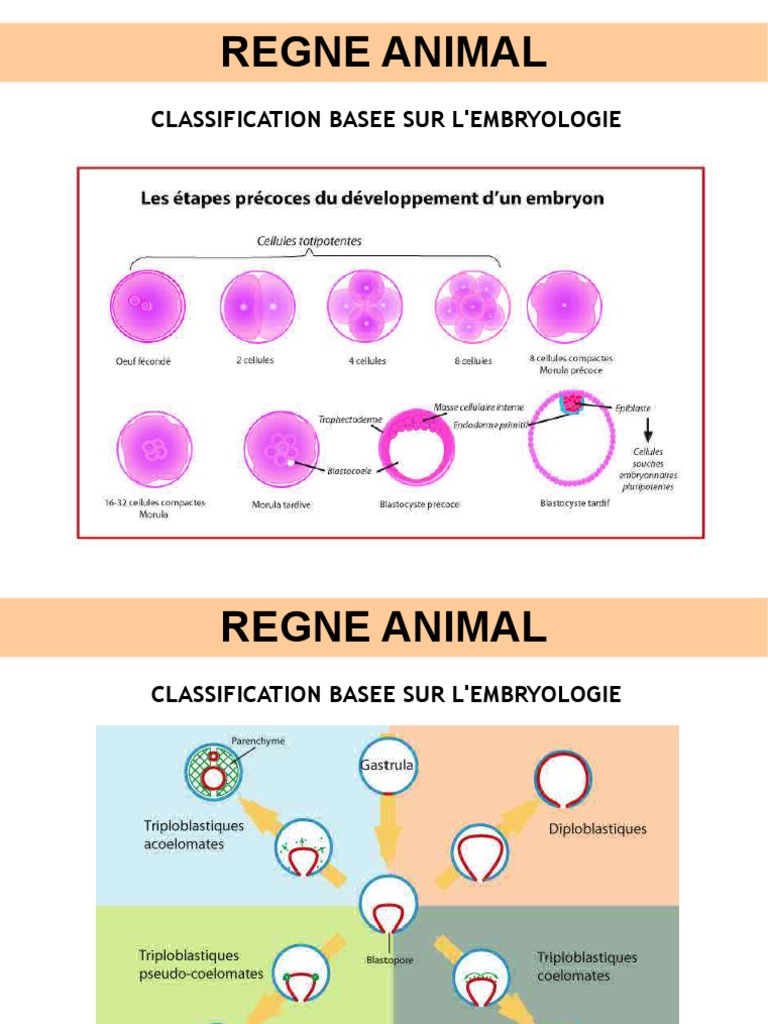 Classification du Règne Animal | PDF | Mollusque | Arthropodes