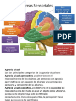 Areas Del Cerebro