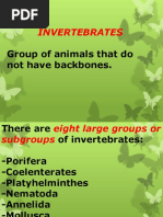 Invertebrates: Group of Animals That Do Not Have Backbones