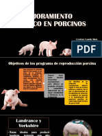 MEJORAMIENTO GENÉTICO EN PORCINOS terminado.pptx