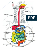 digestive_system_lab_2007.pdf