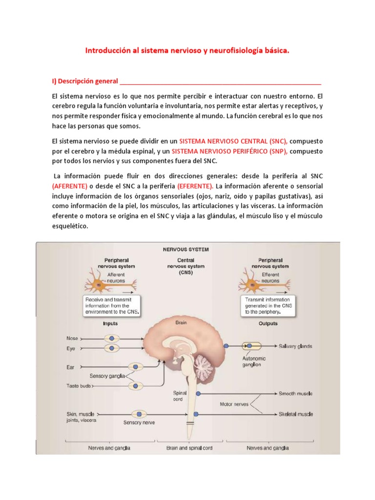 Actividad No.4 Sistema Nervioso | PDF | Canal de iones | Sinapsis