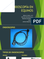 Endoscopía en Equinos