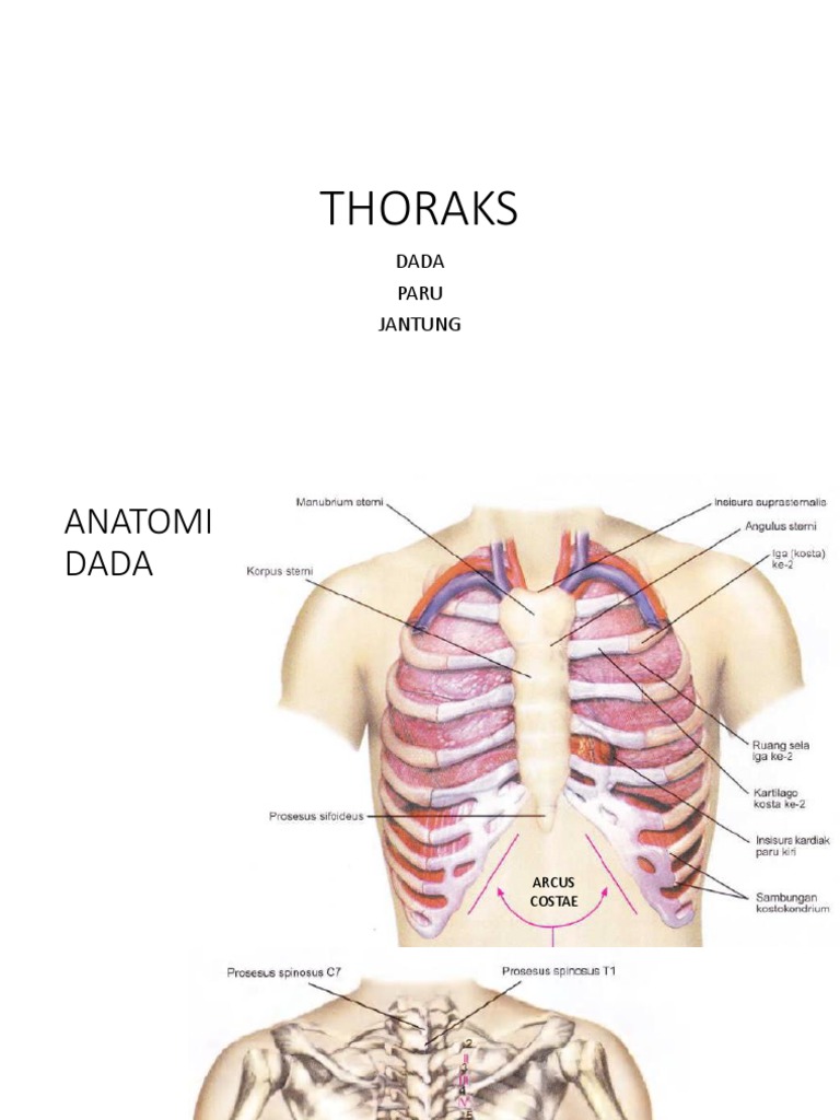 THORAKS | PDF