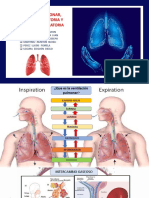 Respiratorio - Fisiologia