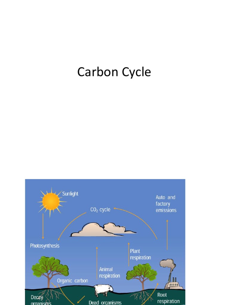Understanding the Carbon Cycle Dynamics | PDF | Greenhouse Gas | Carbon ...