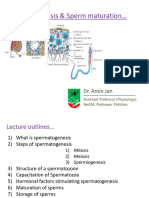 Spermatogenesis & Sperm Maturation : Dr. Amin Jan