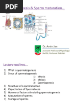Spermatogenesis.pptx