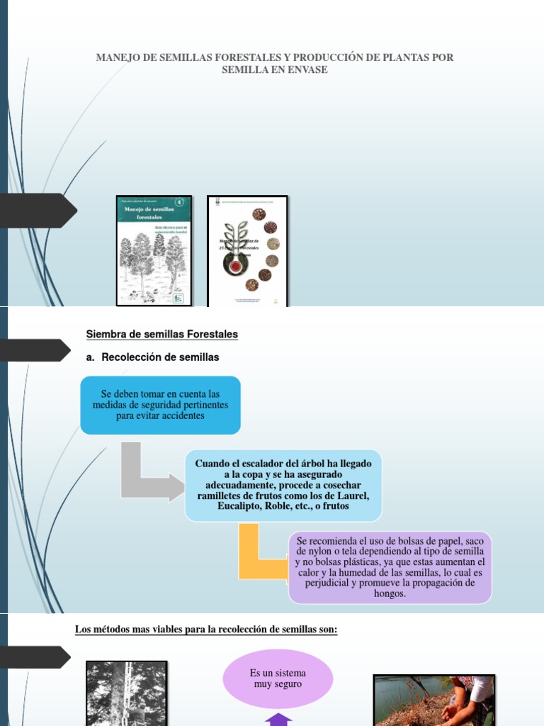 Manejo de Semillas y Producción en Envase | PDF | Germinación | Siembra