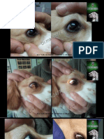 Dermoide Ocular en Canino
