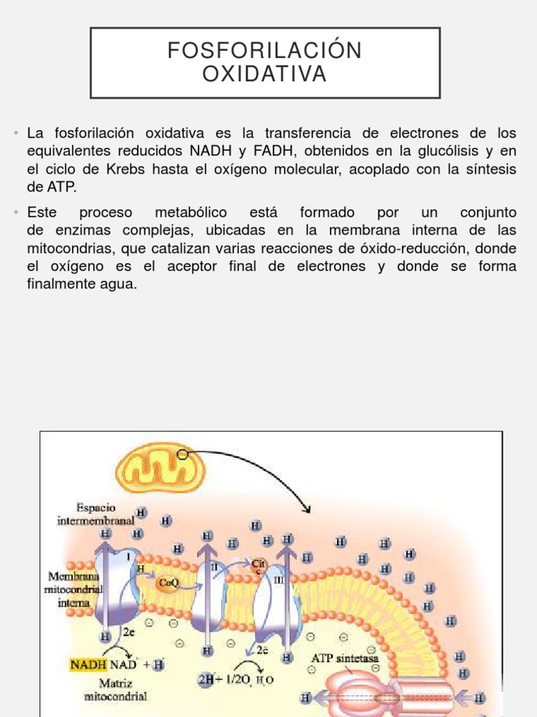 Fosforilación Oxidativa | PDF | Mitocondria | Fosforilación, image size:768x1024