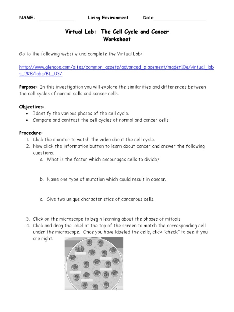 03-virtual-mitosis-and-cancer-lab-pdf-mitosis-cell-cycle
