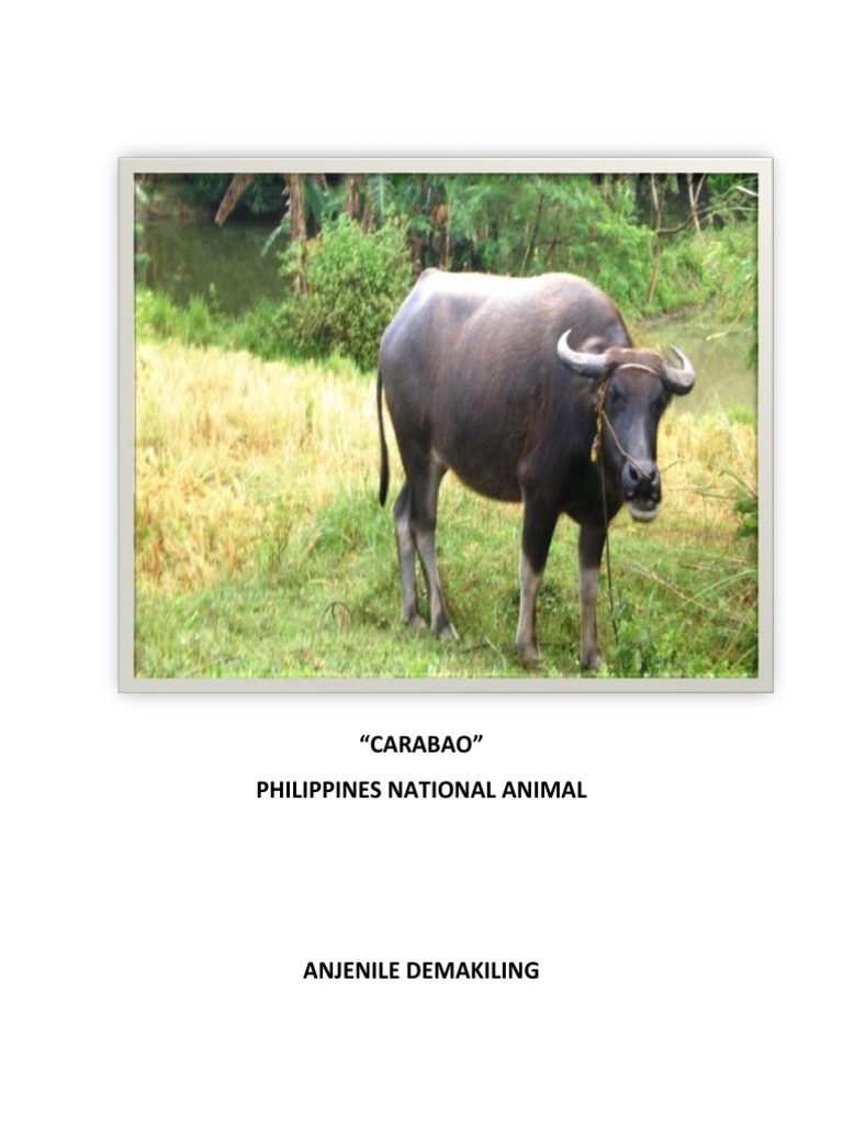 THE CARABAO THE NATIONAL ANIMAL OF THE PHILIPPINES AND SYMBOL intelligence overview