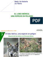 El Lobo Iberico