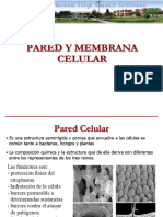 6II Pared y Membrana Celular