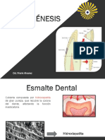 Amelogenesis