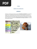 Reinos de La Biologia