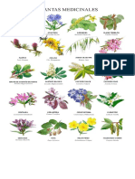 Imágenes de Plantas Medicinales