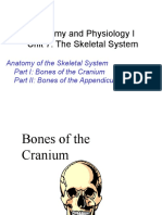 Anatomy Unit 7 - Anatomy of The Skeletal System