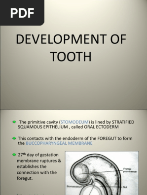 Development of Tooth Lecture-1