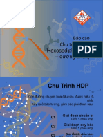 Chu Trình HDP