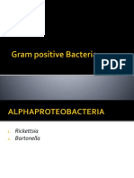 Gram Positive Bacteria