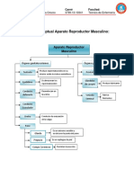 Mapa Conceptual - Aparato Reproductor Masculino y Femenino