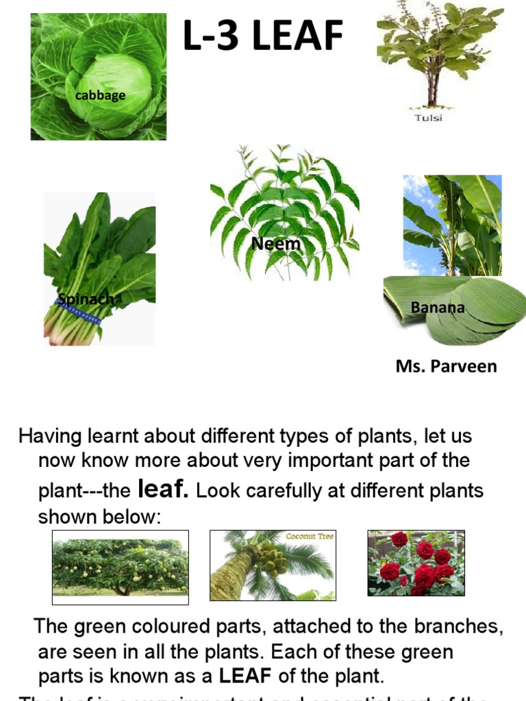 L 3 Leaf Class Iii Pdf Leaf Coriander
