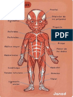 Los Músculos