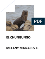 El Chungungo