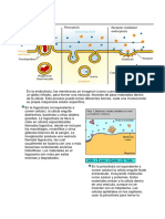  La Endocitosis