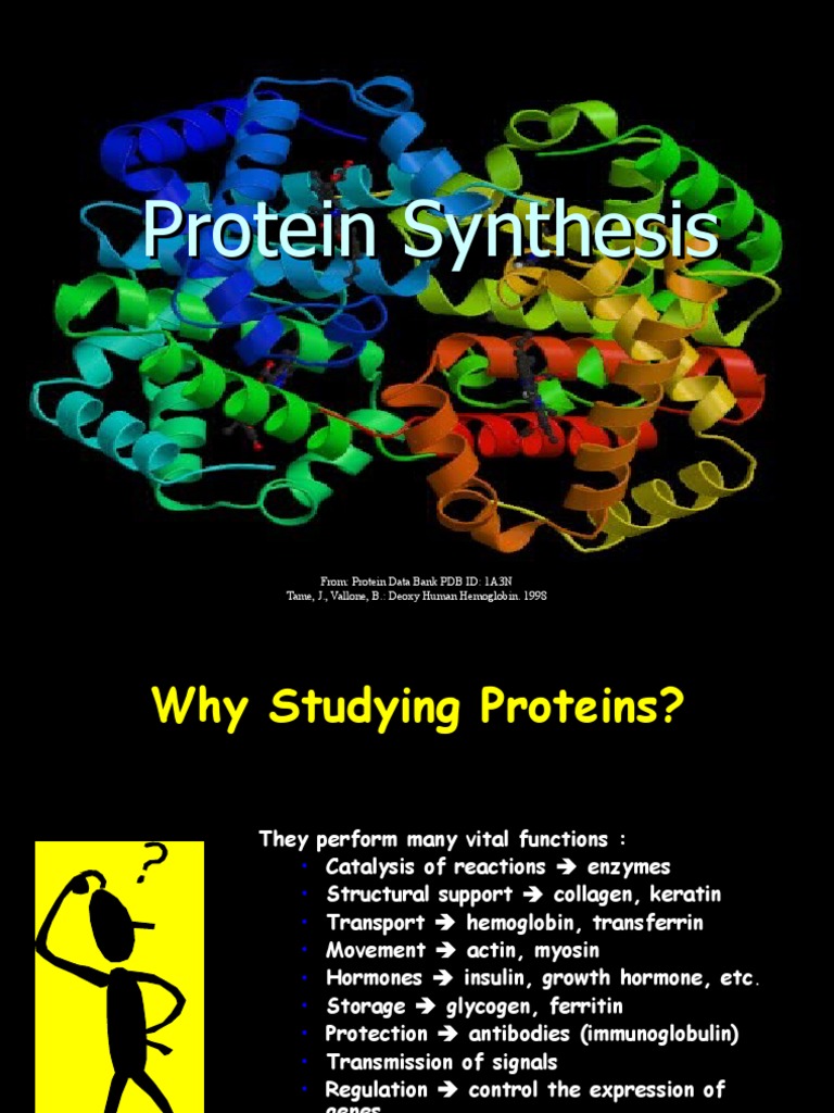 Lecture Presentation - Protein Synthesis | PDF | Translation (Biology ...