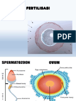 Fertilisasi