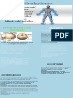 Memoficha Anatomia