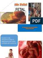 Cortocircuitos fetales y circulación fetal