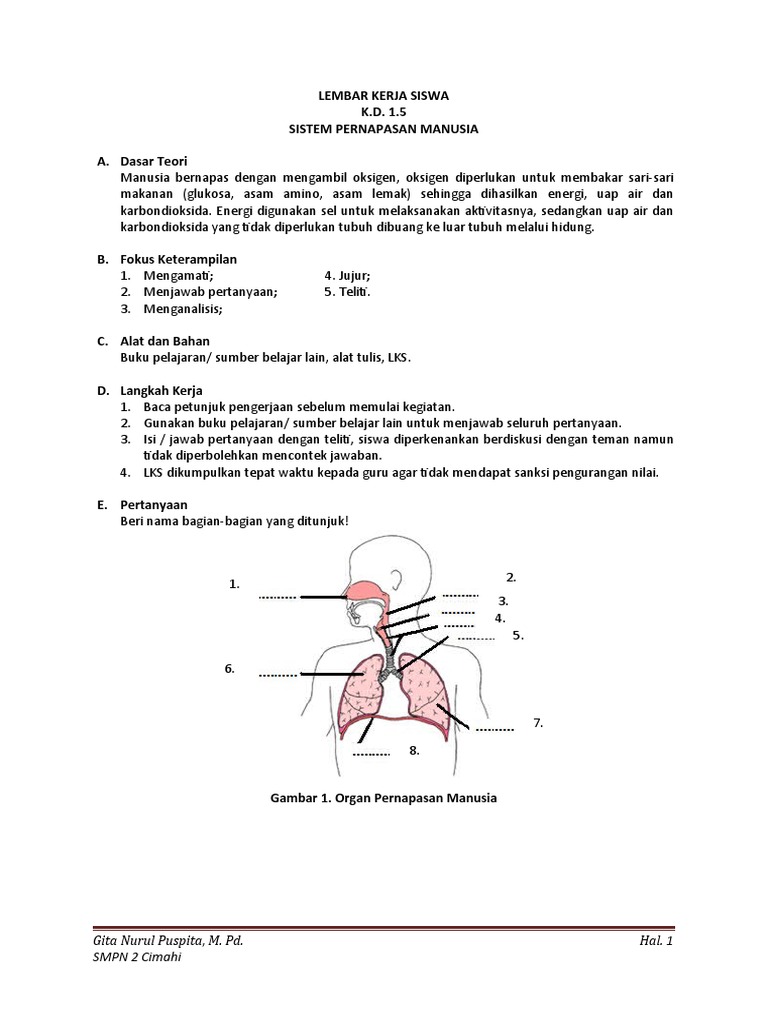 Contoh Soal Sistem Pernapasan Kelas 8 Contoh Soal Terbaru