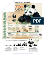 Infografía Del Oso Panda