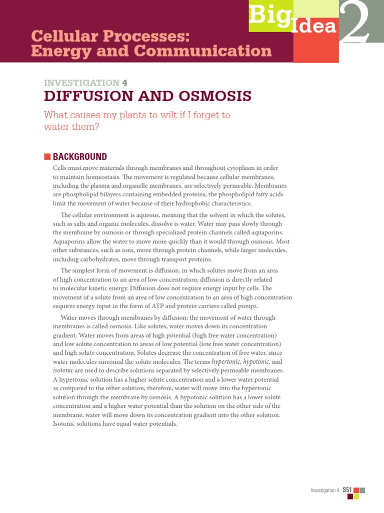 Understanding Diffusion and Osmosis | PDF | Osmosis | Cell Membrane