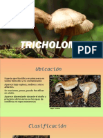Tricoloma: Género de hongos comestibles y abundantes