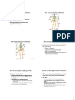 Appendicular Skeletal System