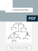 G M Bacteria2