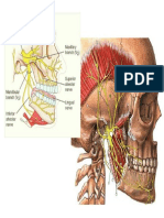 trigemino