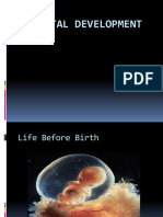 Prenatal Development