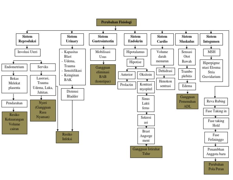 Pathway Perubahan Fisiologi Post Partum | PDF