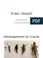 TP Ba1 Criquet Compatible-2