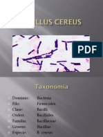 Bacillus Cereus 