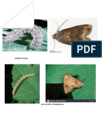 Agrotis Ipsilon