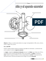 Aparato-excretor-primaria.pdf